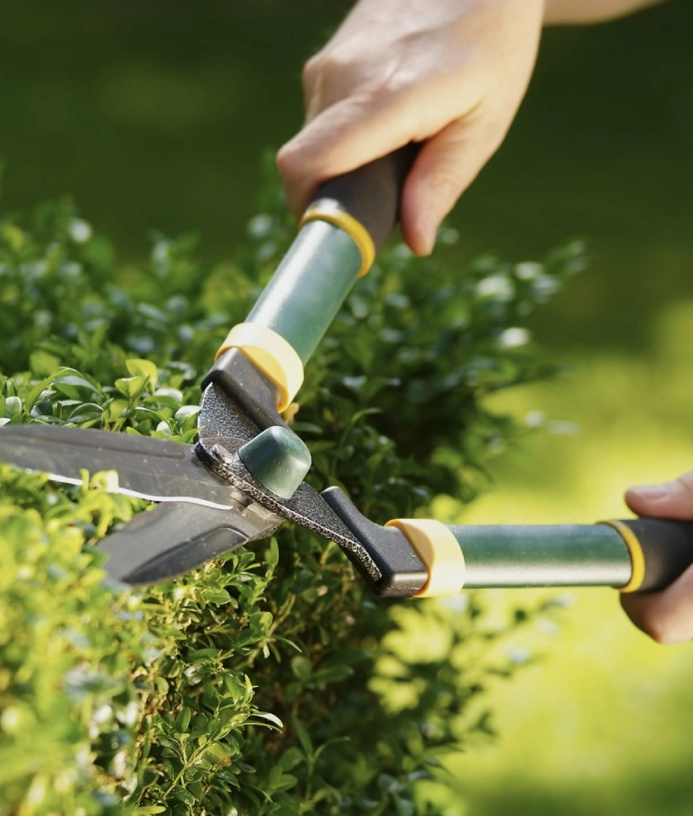 pielęgnacja krzewów